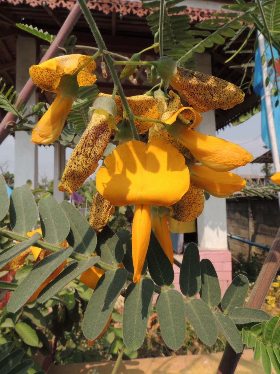 Сесбания крупноцветковая Меконг