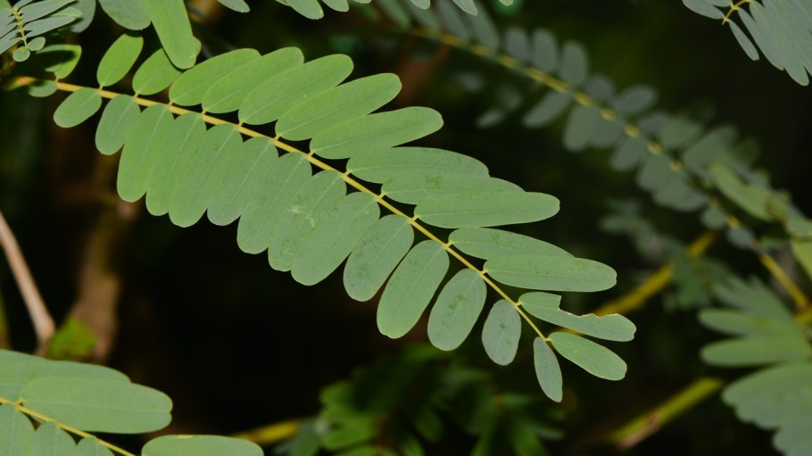 Филлантус нирури