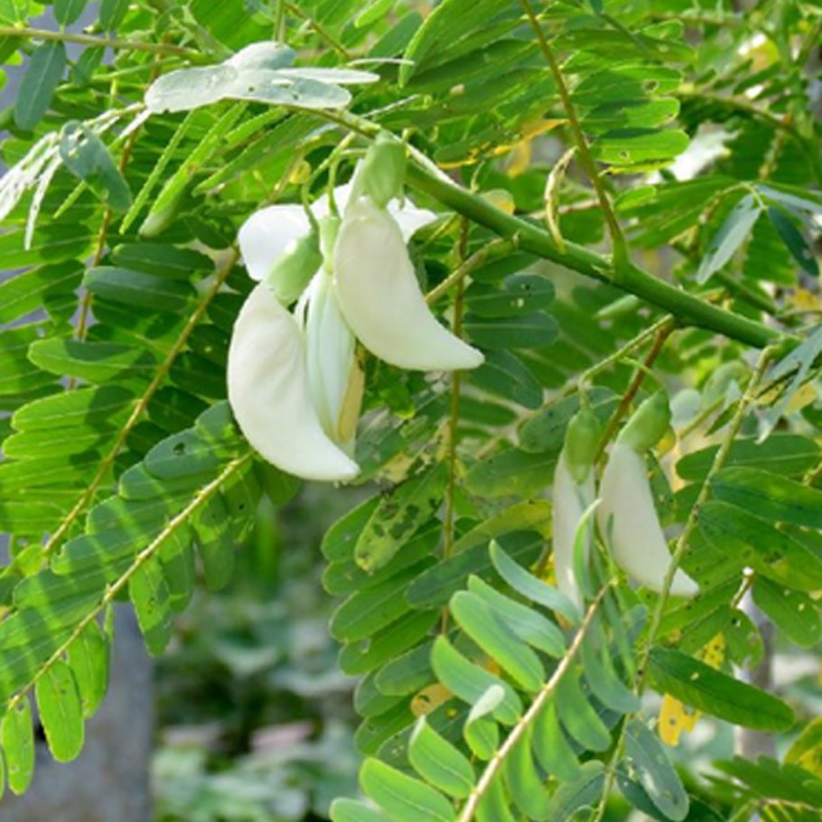 Сесбания грандифлора