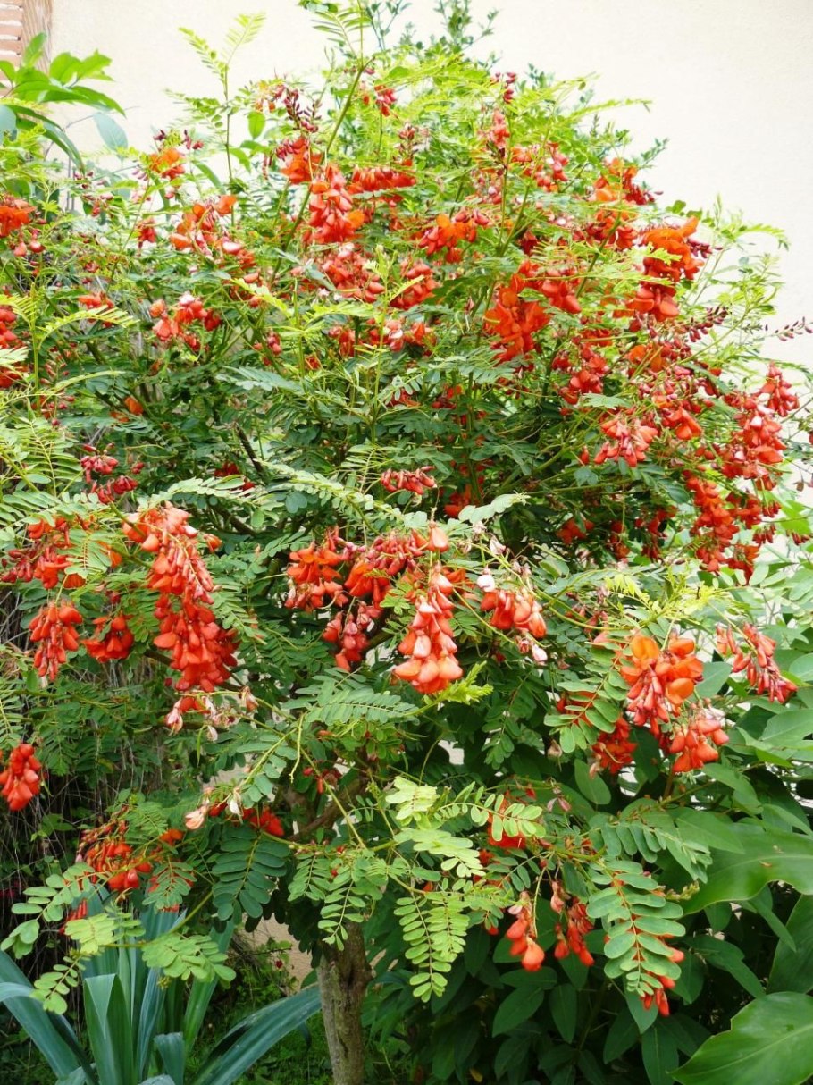 Сесбания крупноцветковая Меконг