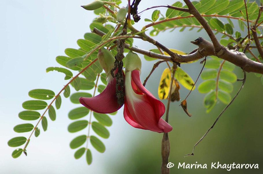 Сесбания грандифлора