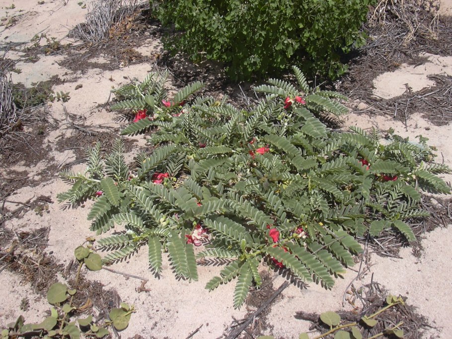 Сесбания в комнатных условиях