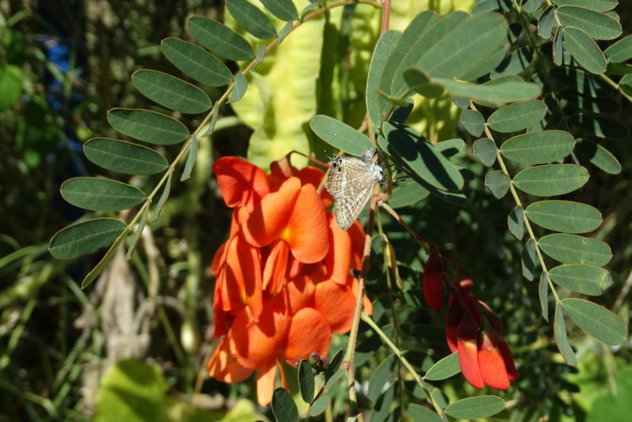 Сесбания AGASTA