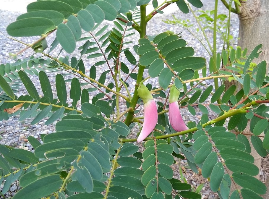 Сесбания крупноцветковая в домашних условиях