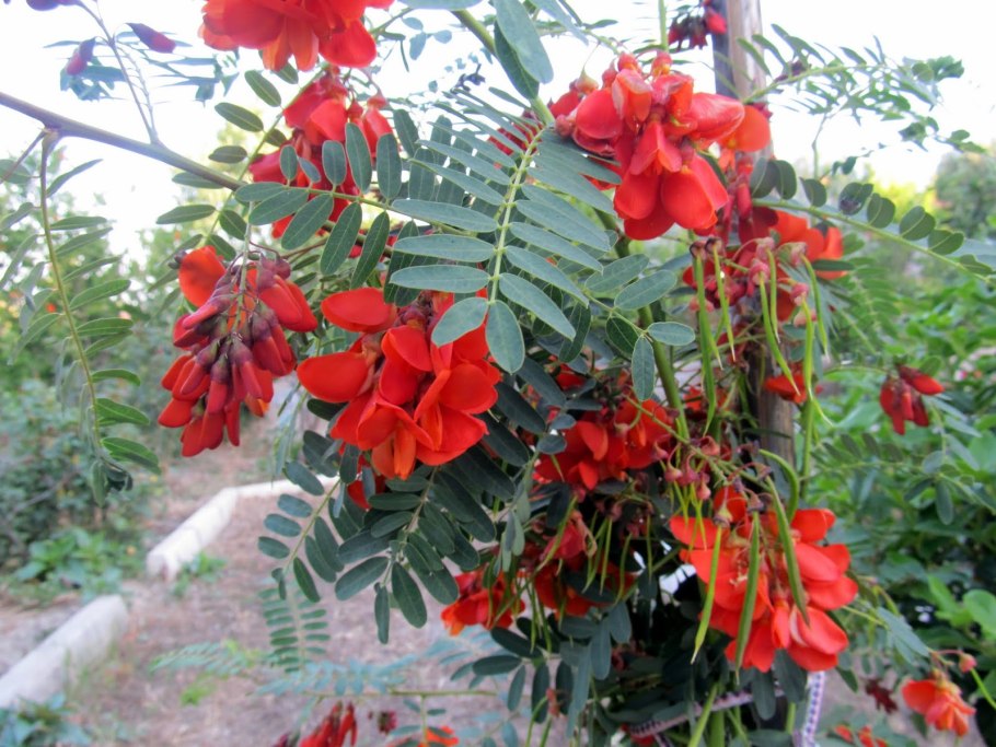 Сесбания Меконг