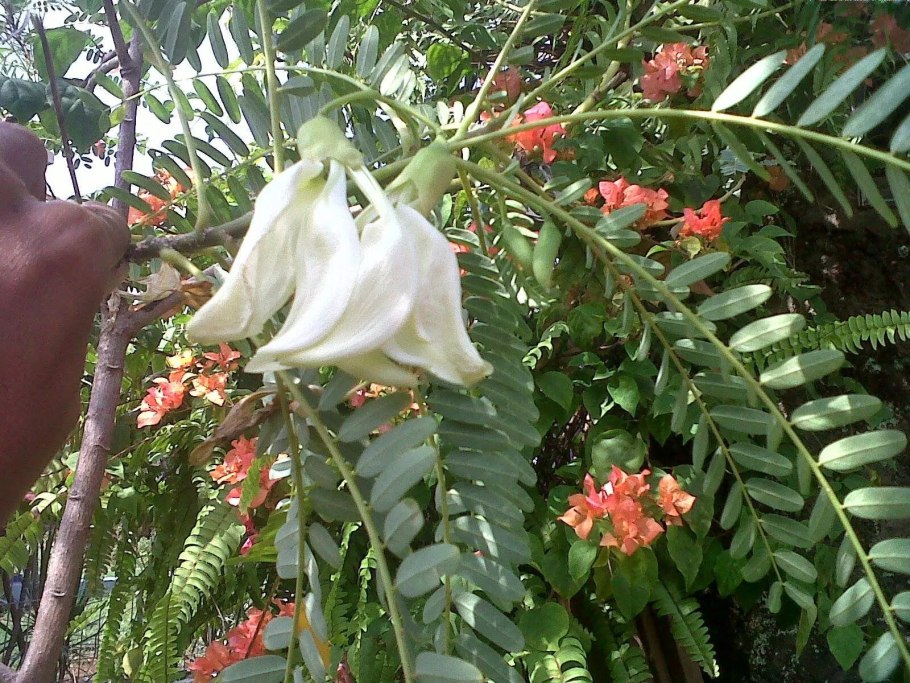 Комн. Сесбания крупноцветковая Меконг 3шт Гавриш