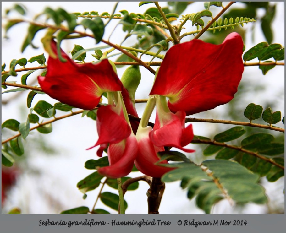 Сесбания желтая