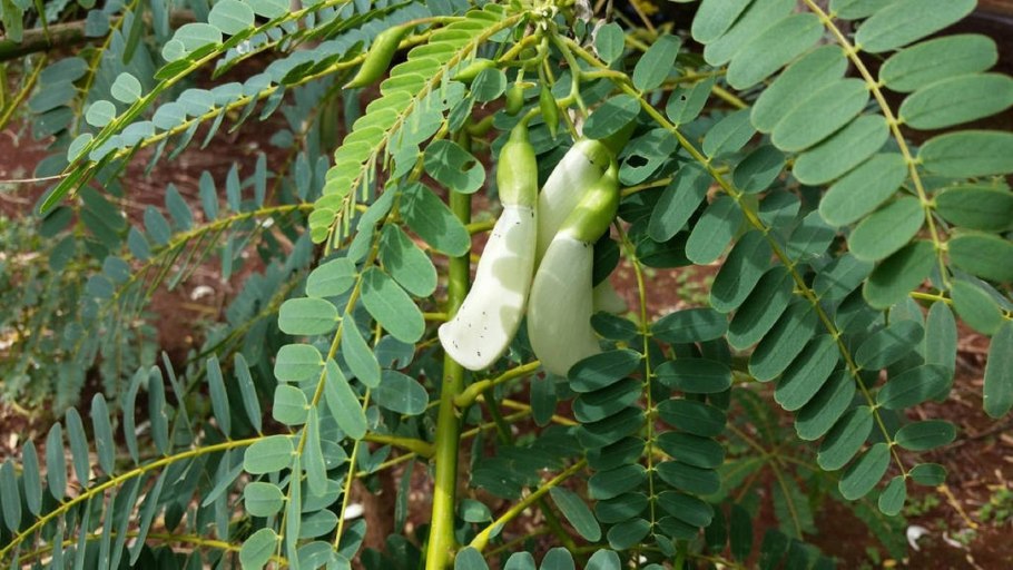 Сесбания грандифлора