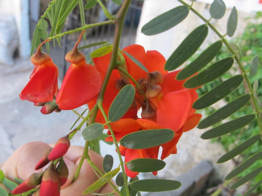 Сесбания Меконг ядовитая