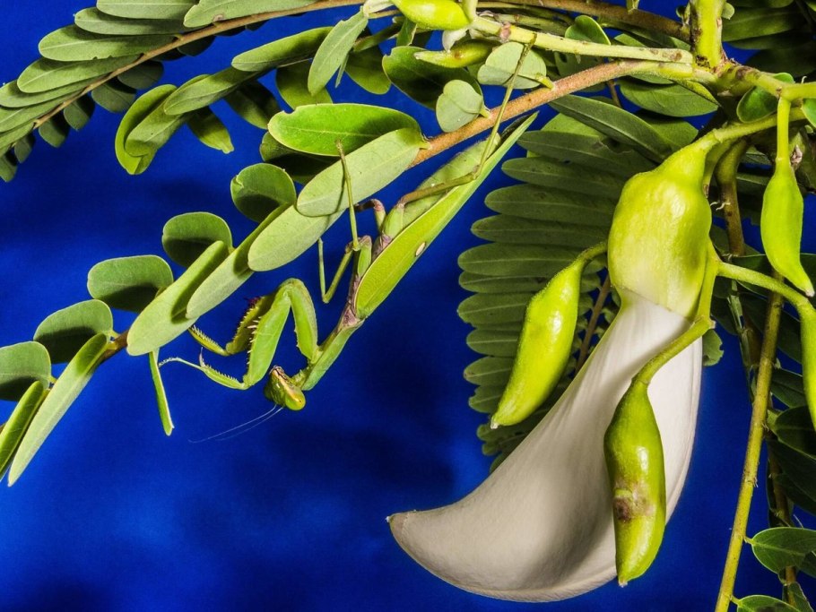 Сесбания желтая