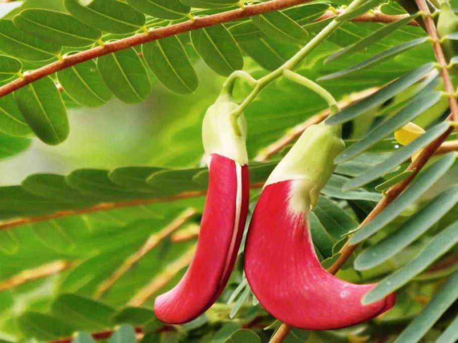 Сесбания крупноцветковая Меконг