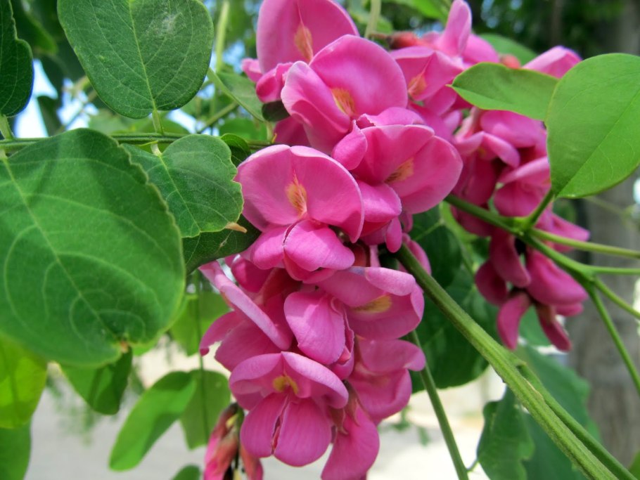 Робиния ложноакация Каскад Руж