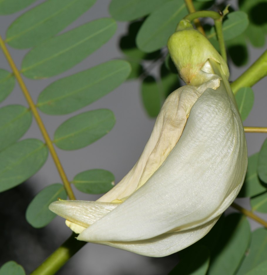 Sesbania herbacea (Mill.)