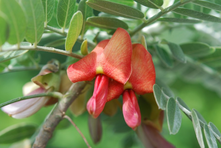Сесбания крупноцветковая Меконг