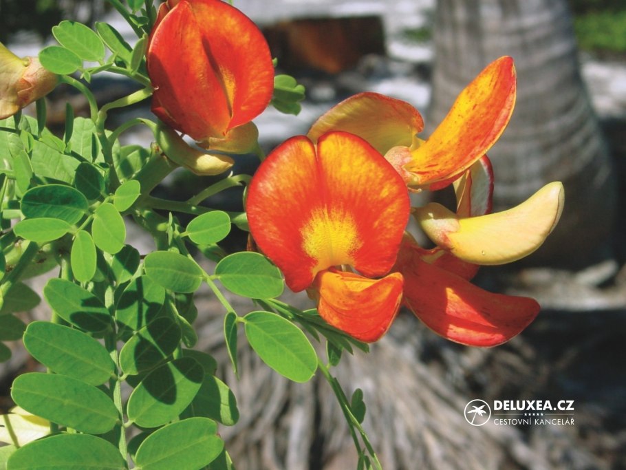 Сесбания красная