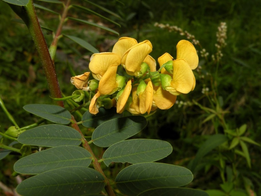 Сесбания Египетская