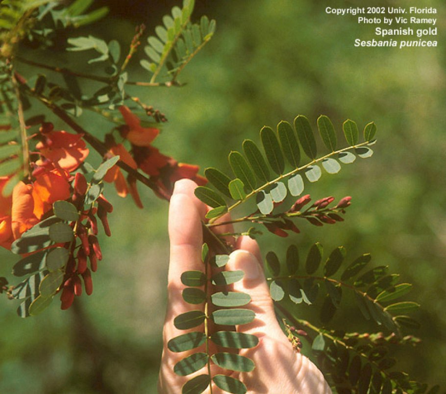 Red Sesbania grandiflora