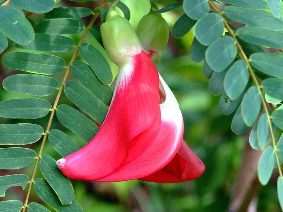 Сесбания крупноцветковая Меконг