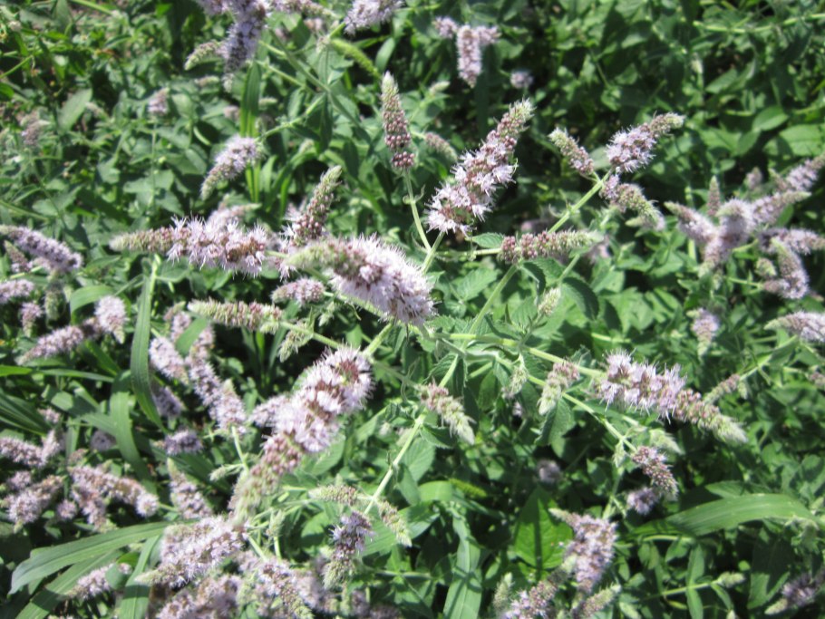 Эльсгольция реснитчатая