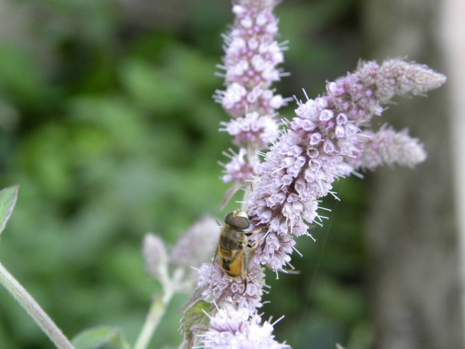 Эльшольция Садовая