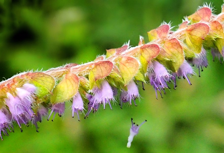 Эльсгольция Патрэна