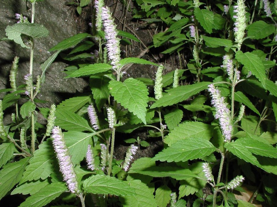 Эльсгольция Губоцветные