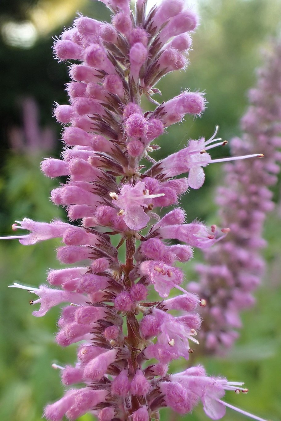 Эльсгольция реснитчатая