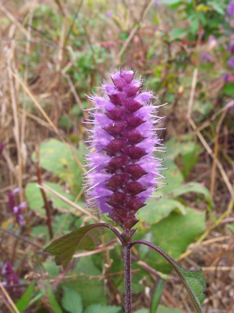 Эльсгольция Патрэна