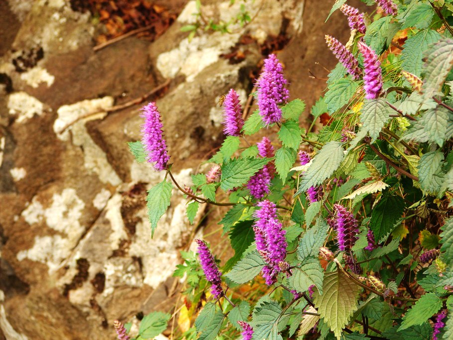 Эльсгольция Стаунтона