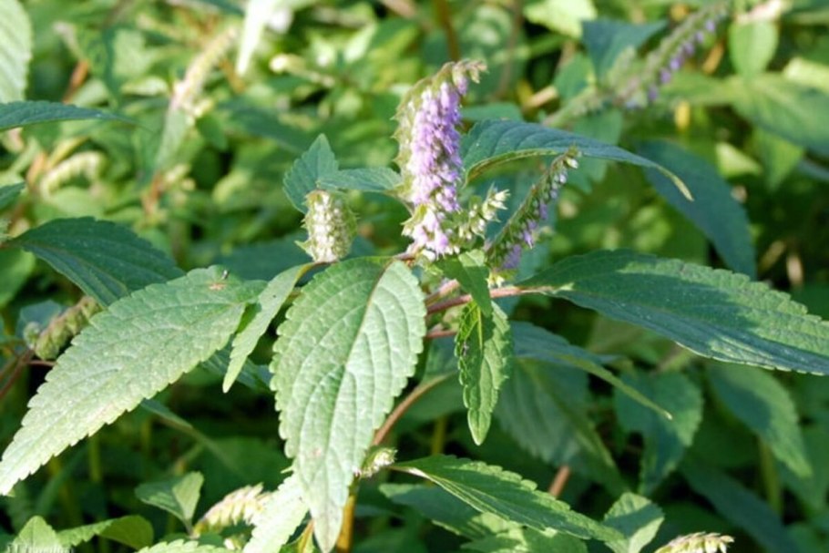 Лофант тибетский анисовый