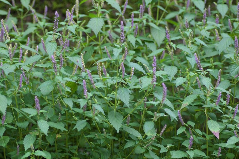 Вербейник гусиная шея