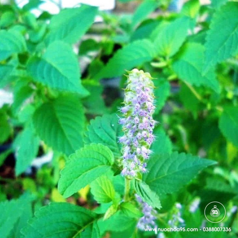 Мята Болотная