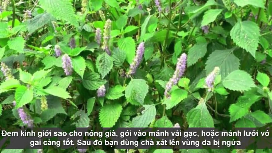 Мята мексиканская лофант