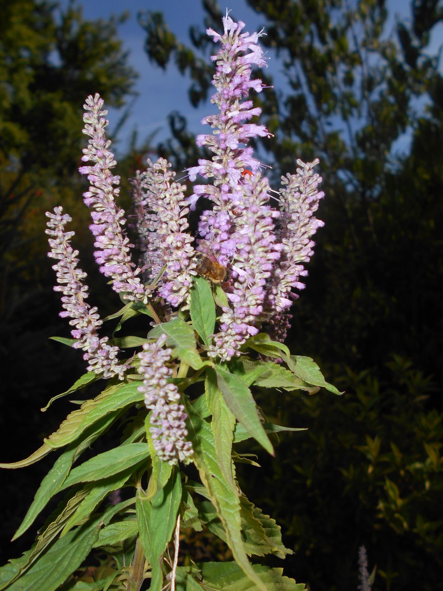 Эльсгольция реснитчатая