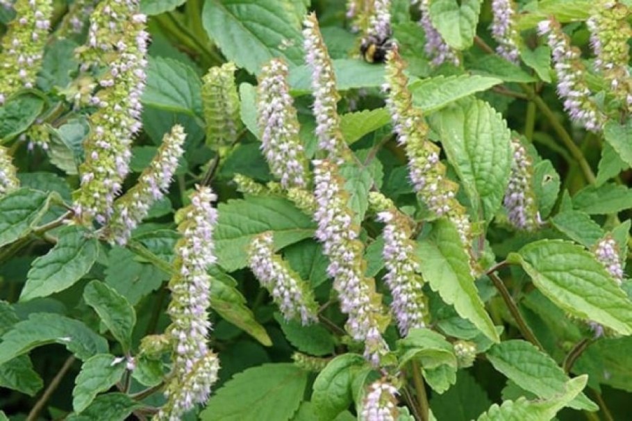 Эльсгольция реснитчатая