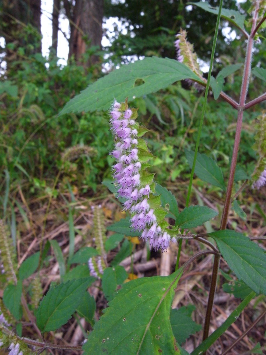 Эльсгольция патрэна