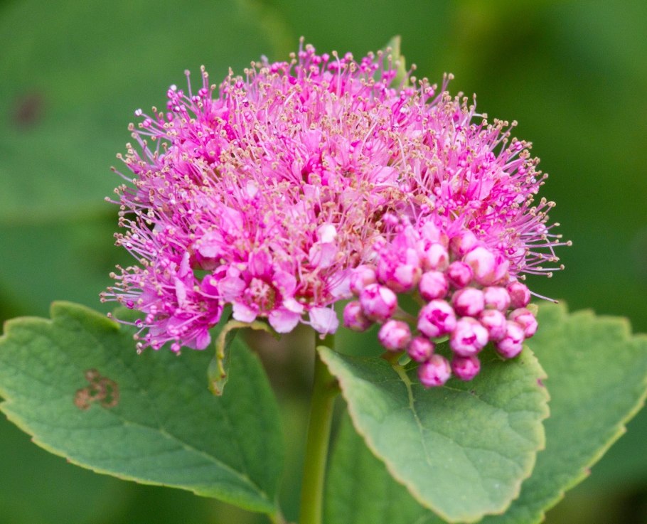 Спирея густоцветковая