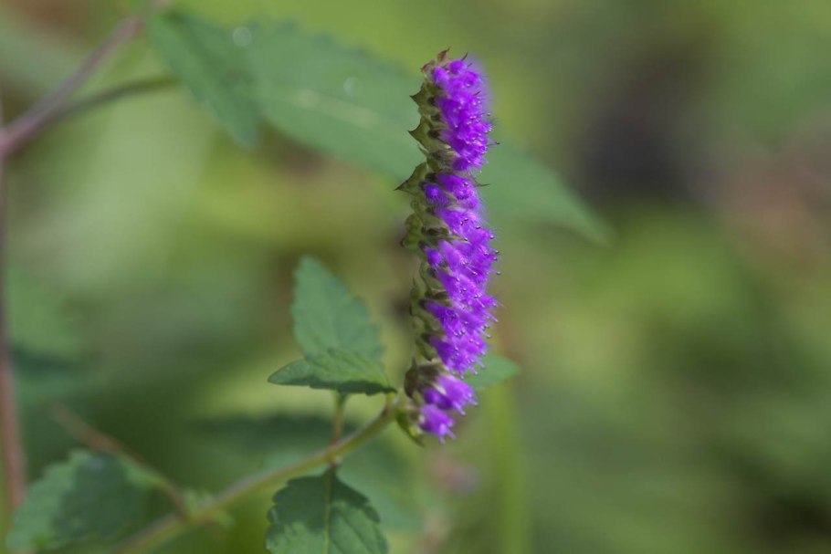 Эльсгольция Стаунтона