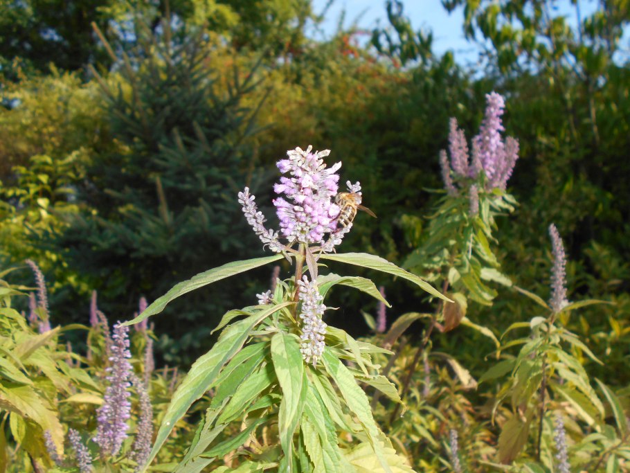 Вербейник (Lysimachia) Clethroides