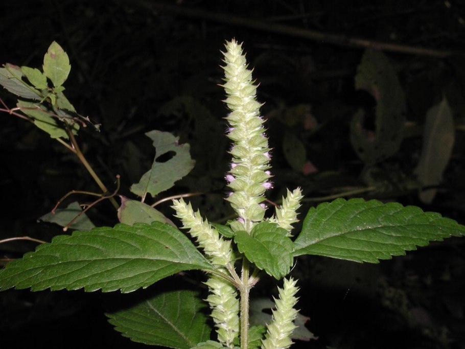 Гедихиум увенчанный