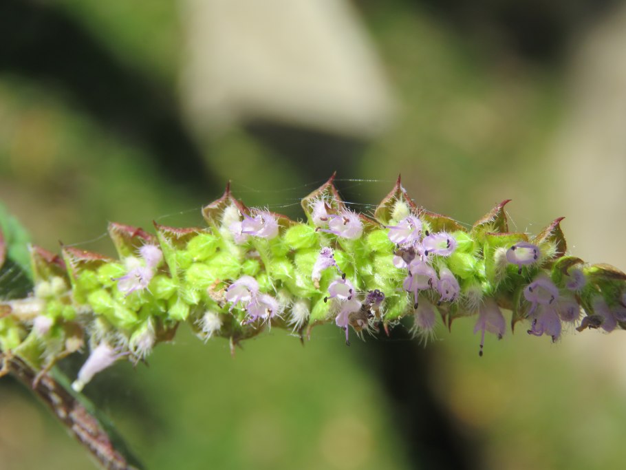 Эльсгольция реснитчатая