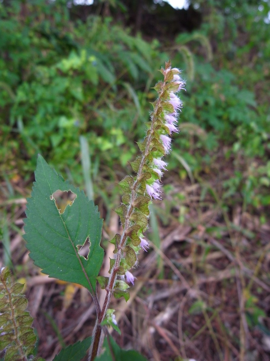 Мята перечная соцветие