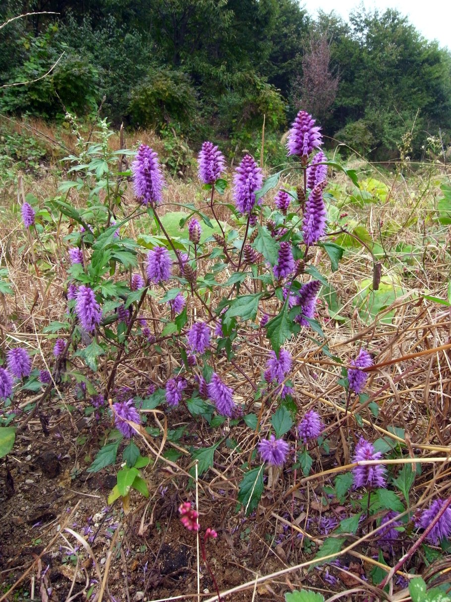 Эльсгольция реснитчатая
