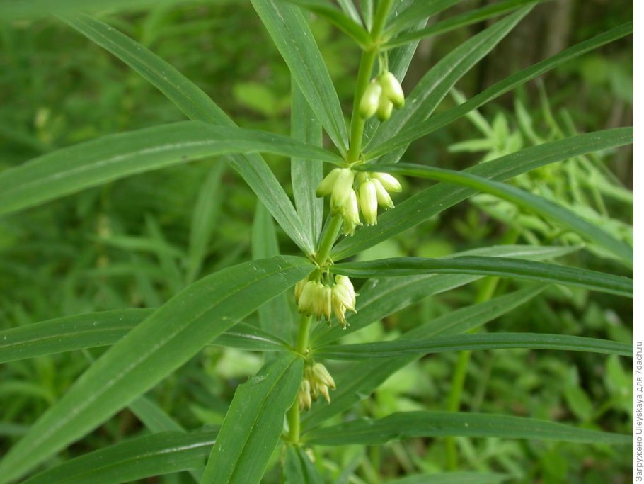 Купена мутовчатая