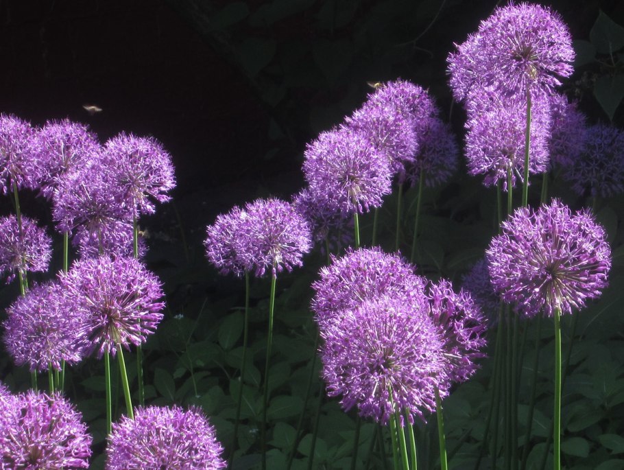 Allium bellulum (лук красивенький)