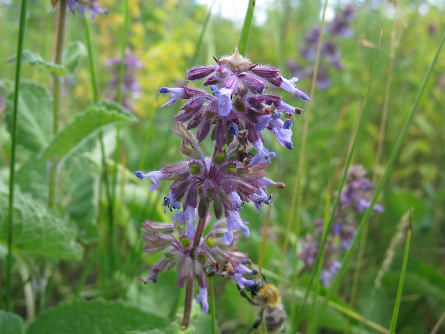 Лук индийский аллиум