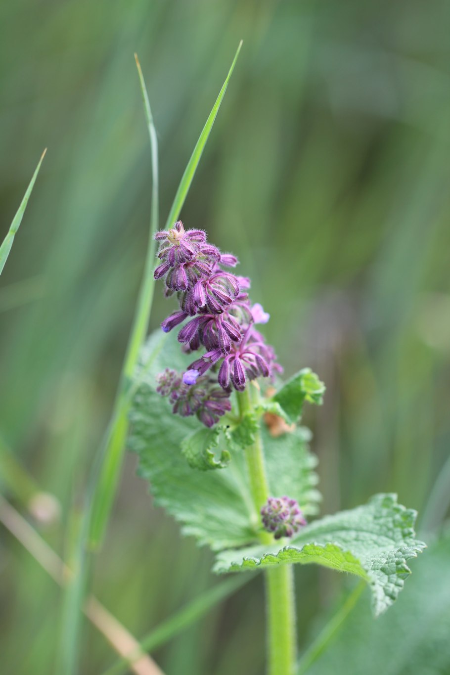 Многолетний лук батун
