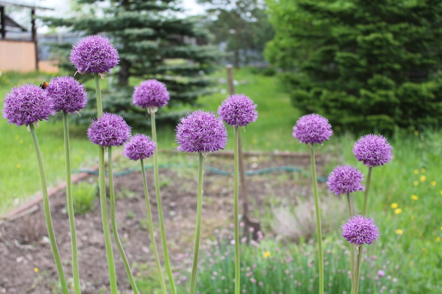 Лук Афганский растение