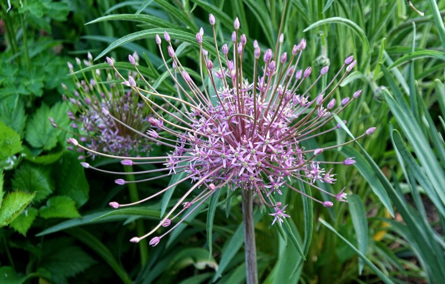 Allium macranthum