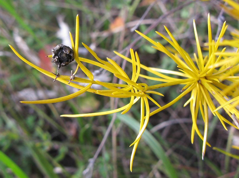 Лук мешечконосный